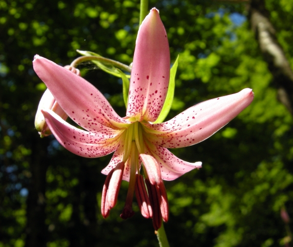 Lilium martagon / Giglio martagone